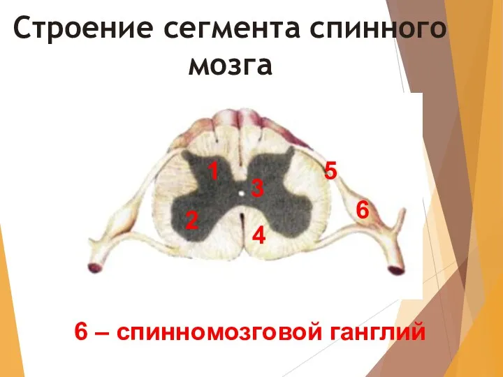 Строение сегмента спинного мозга 1 6 – спинномозговой ганглий 2 3 4 5 6