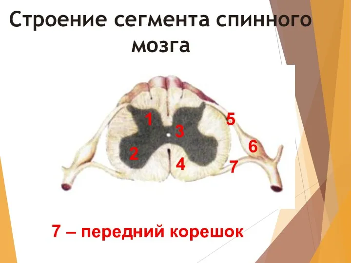 Строение сегмента спинного мозга 1 7 – передний корешок 2 3 4 5 6 7