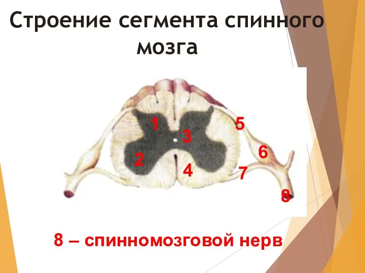 Строение сегмента спинного мозга 1 8 – спинномозговой нерв 2 3 4 5 6 7 8