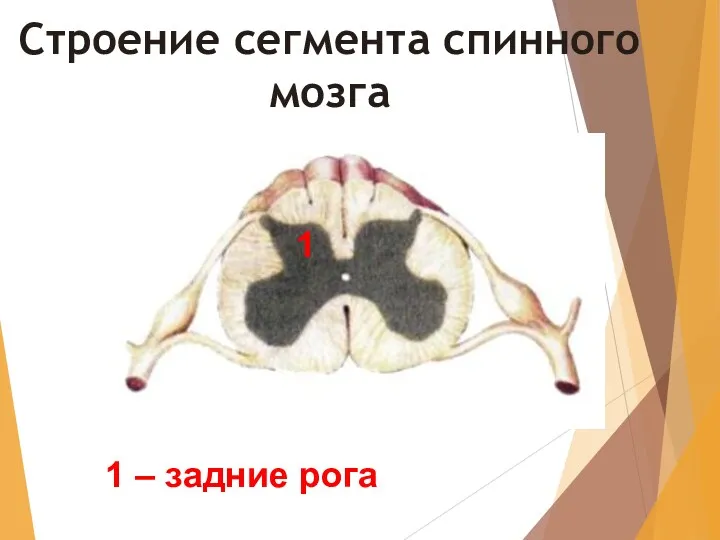 Строение сегмента спинного мозга 1 1 – задние рога
