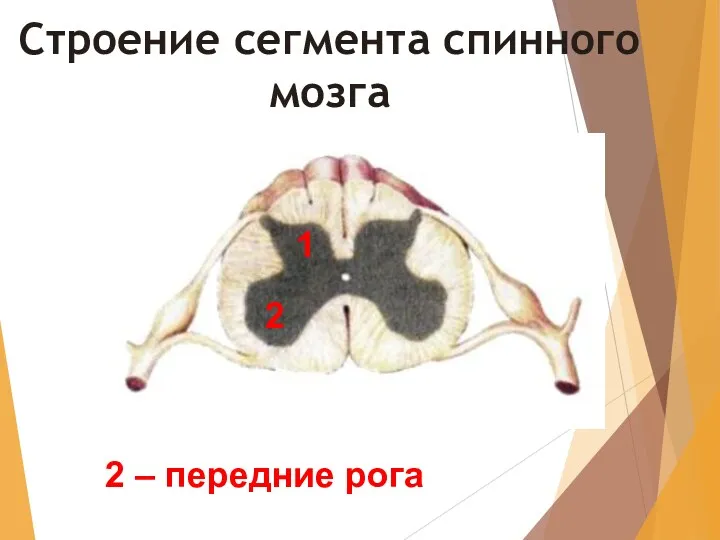 Строение сегмента спинного мозга 1 2 – передние рога 2