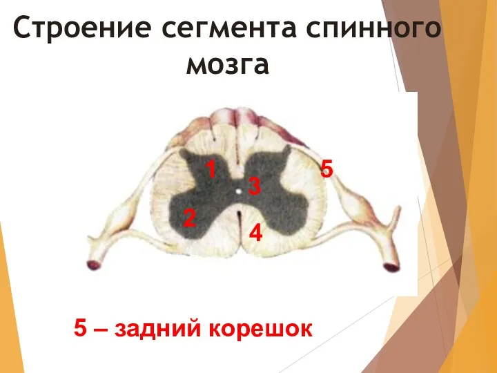 Строение сегмента спинного мозга 1 5 – задний корешок 2 3 4 5
