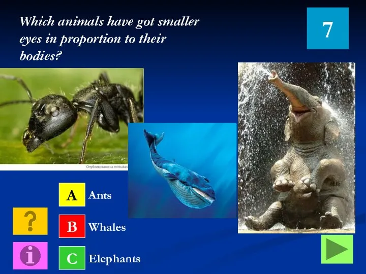 A B C Ants Whales Elephants Which animals have got
