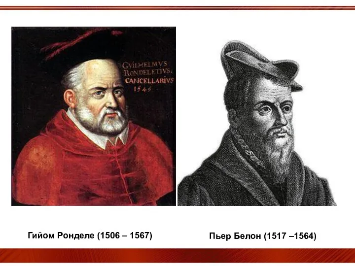 Гийом Ронделе (1506 – 1567) Пьер Белон (1517 –1564)