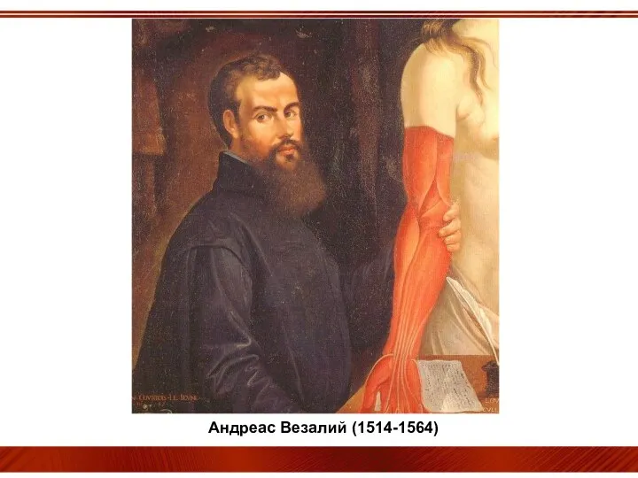 Андреас Везалий (1514-1564)