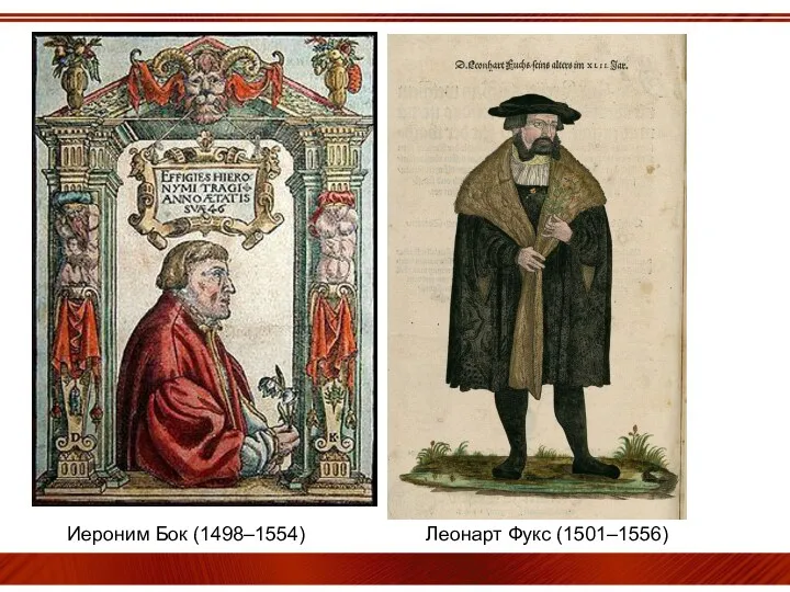Иероним Бок (1498–1554) Леонарт Фукс (1501–1556)