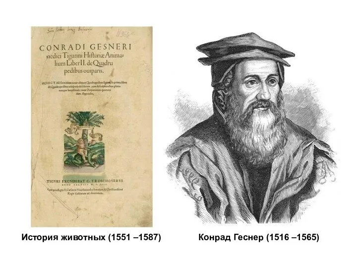 Конрад Геснер (1516 –1565) История животных (1551 –1587)