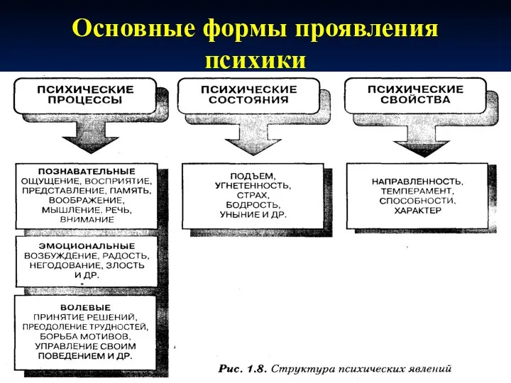 Основные формы проявления психики