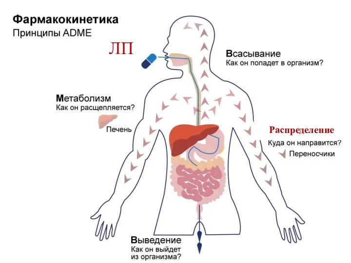 ЛП Распределение