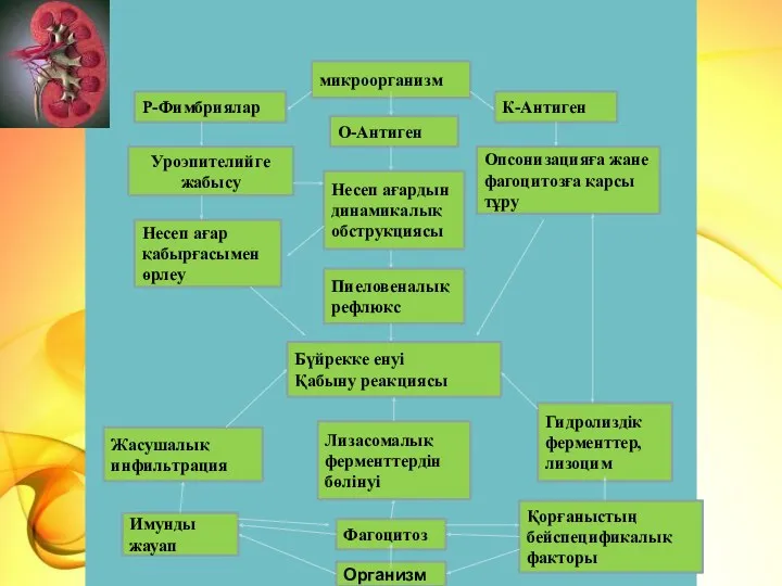 микроорганизм К-Антиген Р-Фимбриялар О-Антиген Несеп ағардын динамикалық обструкциясы Пиеловеналық рефлюкс