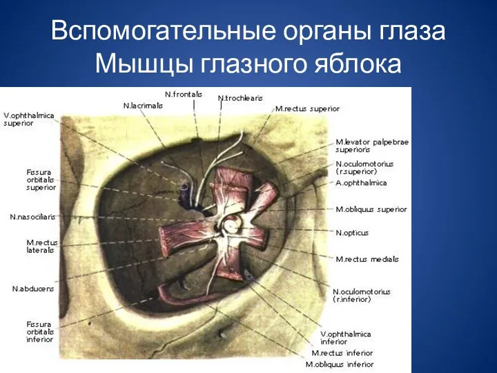 Вспомогательные органы глаза Мышцы глазного яблока