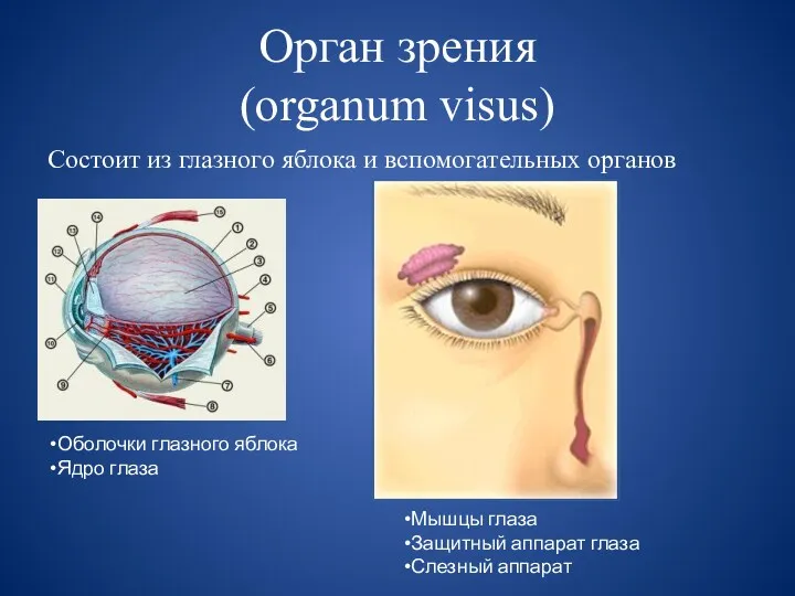 Орган зрения (organum visus) Состоит из глазного яблока и вспомогательных органов Оболочки глазного