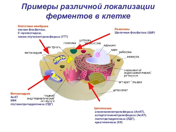 Примеры различной локализации ферментов в клетке Клеточная мембрана кислая фосфатаза,