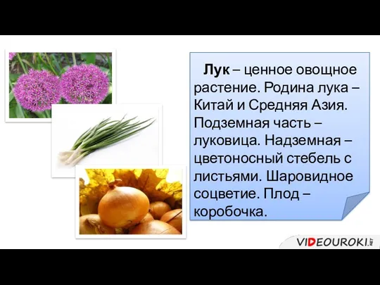 Лук – ценное овощное растение. Родина лука – Китай и Средняя Азия. Подземная