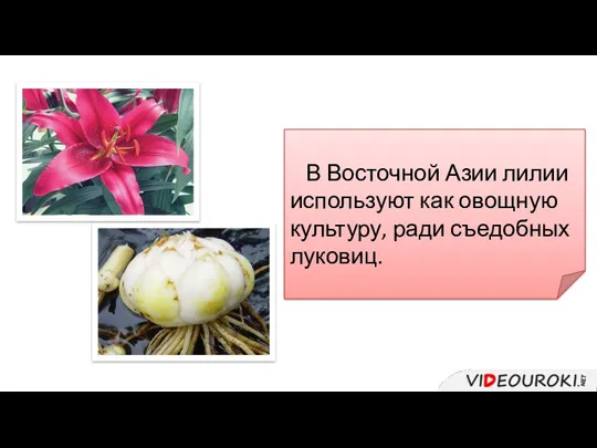 В Восточной Азии лилии используют как овощную культуру, ради съедобных луковиц.