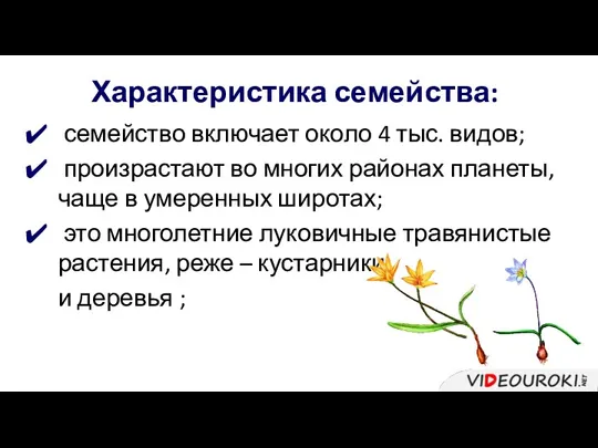 Характеристика семейства: семейство включает около 4 тыс. видов; произрастают во многих районах планеты,