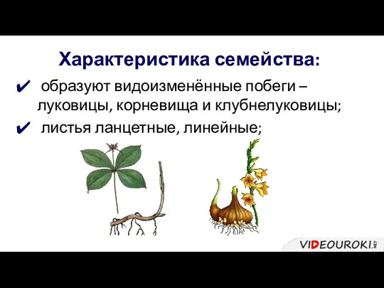 Характеристика семейства: образуют видоизменённые побеги – луковицы, корневища и клубнелуковицы; листья ланцетные, линейные;