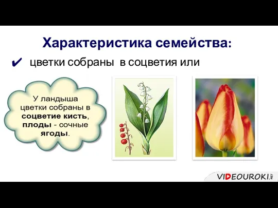 Характеристика семейства: цветки собраны в соцветия или одиночные