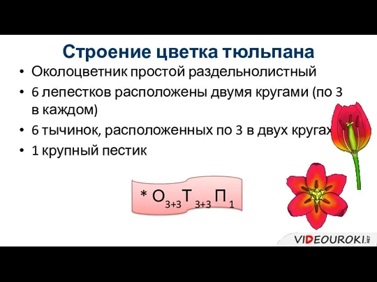 Строение цветка тюльпана Околоцветник простой раздельнолистный 6 лепестков расположены двумя кругами (по 3