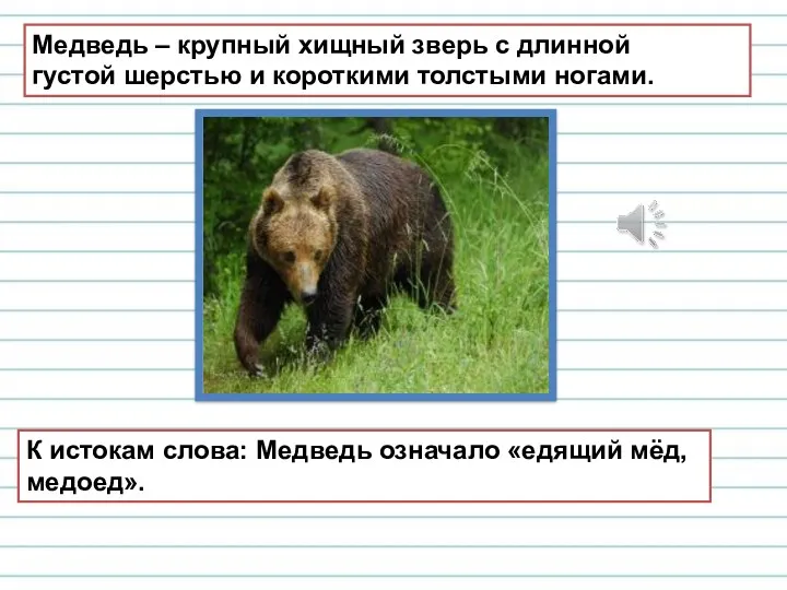 Медведь – крупный хищный зверь с длинной густой шерстью и