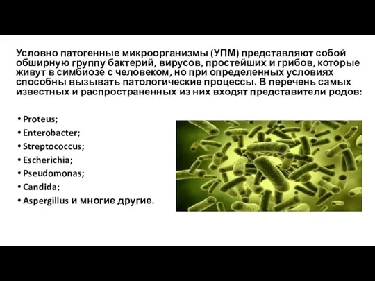 Условно патогенные микроорганизмы (УПМ) представляют собой обширную группу бактерий, вирусов,