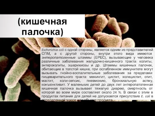 Escherichia coli (кишечная палочка) Escherichia coli с одной стороны, является