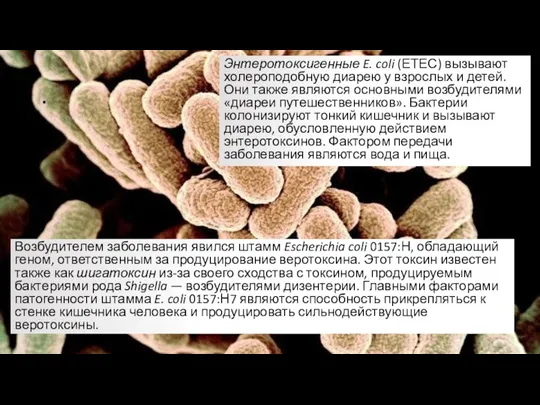 . Энтеротоксигенные E. coli (ЕТЕС) вызывают холероподобную диарею у взрослых