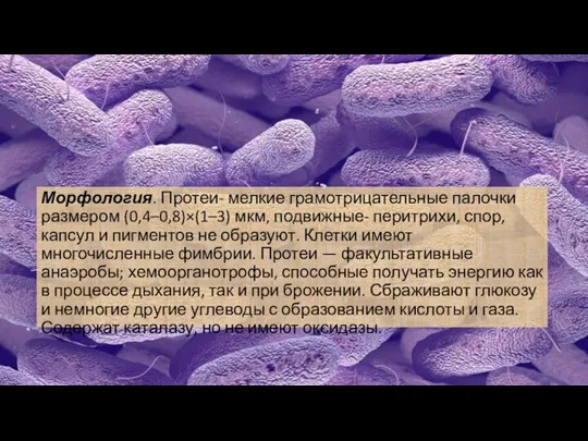 Морфология. Протеи- мелкие грамотрицательные палочки размером (0,4–0,8)×(1–3) мкм, подвижные- перитрихи,