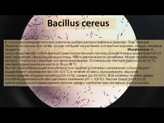 Bacillus cereus B. cereus (восковидная палочка) довольно широко распространена в