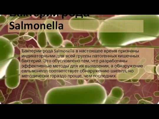 Бактерии рода Salmonella Бактерии рода Salmonella в настоящее время признаны