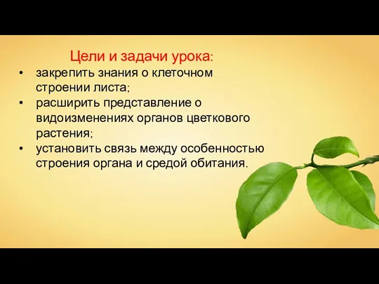 Цели и задачи урока: закрепить знания о клеточном строении листа;