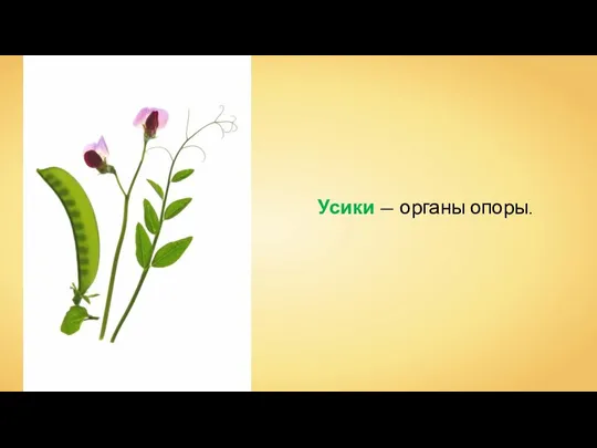 Усики — органы опоры.