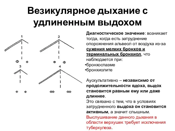 Везикулярное дыхание с удлиненным выдохом Диагностическое значение: возникает тогда, когда