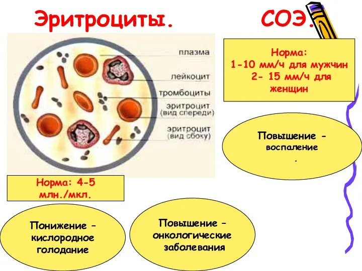 Эритроциты. СОЭ. Норма: 4-5 млн./мкл. Повышение – онкологические заболевания Понижение