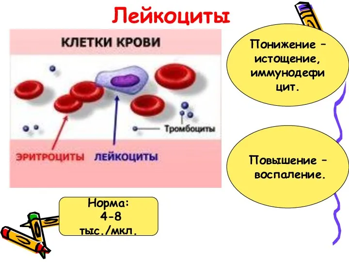 Лейкоциты Норма: 4-8 тыс./мкл. Понижение – истощение, иммунодефицит. Повышение – воспаление.