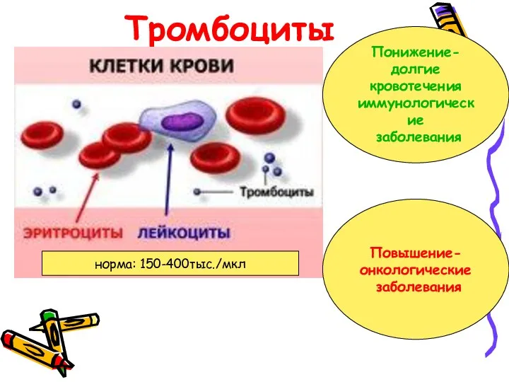 Тромбоциты норма: 150-400тыс./мкл Понижение- долгие кровотечения иммунологические заболевания Повышение- онкологические заболевания