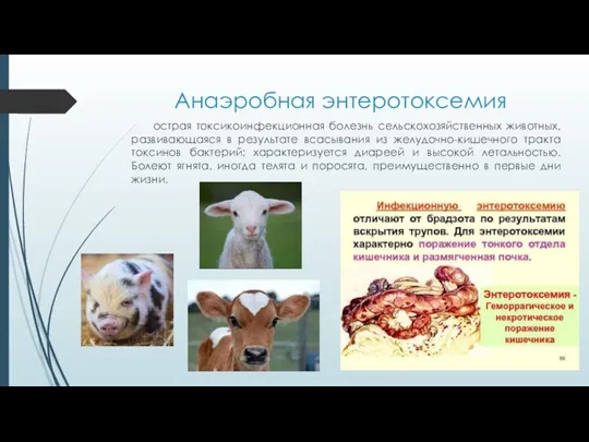 Анаэробная энтеротоксемия острая токсикоинфекционная болезнь сельскохозяйственных животных, развивающаяся в результате