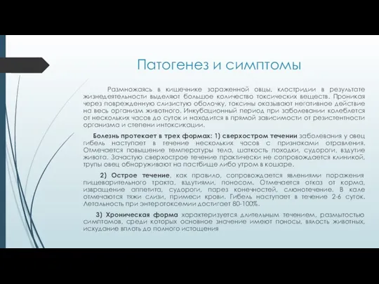 Патогенез и симптомы Размножаясь в кишечнике зараженной овцы, клостридии в