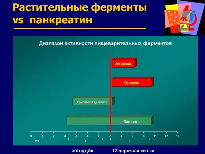 Растительные ферменты vs панкреатин желудок 12-перстная кишка