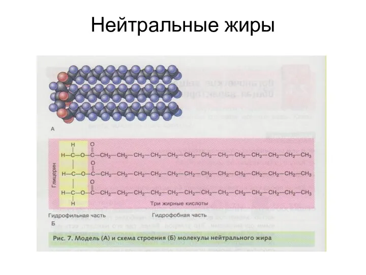 Нейтральные жиры