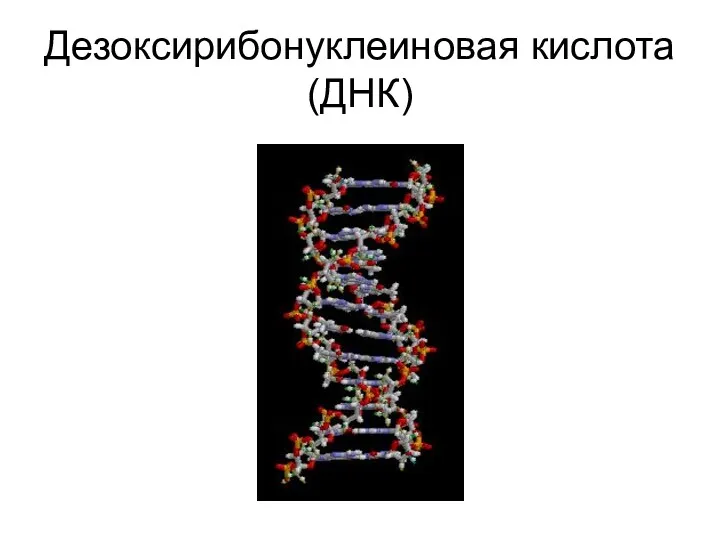 Дезоксирибонуклеиновая кислота (ДНК)