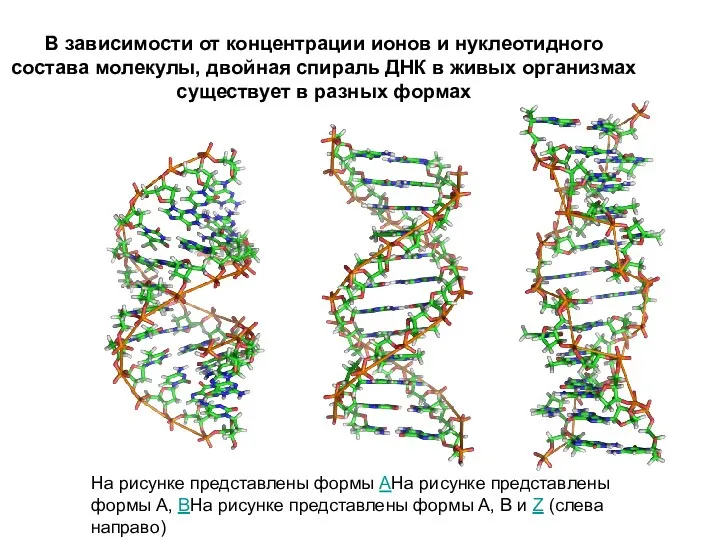 В зависимости от концентрации ионов и нуклеотидного состава молекулы, двойная