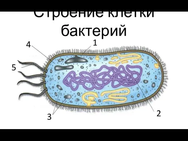 Строение клетки бактерий 1 4 3 5 2