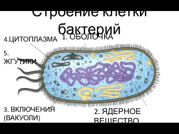 Строение клетки бактерий 1. ОБОЛОЧКА 4.ЦИТОПЛАЗМА 3. ВКЛЮЧЕНИЯ (ВАКУОЛИ) 5. ЖГУТИКИ 2. ЯДЕРНОЕ ВЕЩЕСТВО