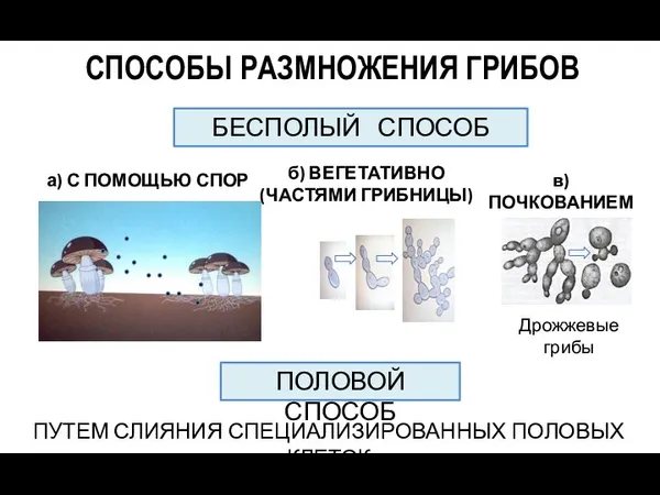 СПОСОБЫ РАЗМНОЖЕНИЯ ГРИБОВ БЕСПОЛЫЙ СПОСОБ ПОЛОВОЙ СПОСОБ а) С ПОМОЩЬЮ СПОР б) ВЕГЕТАТИВНО