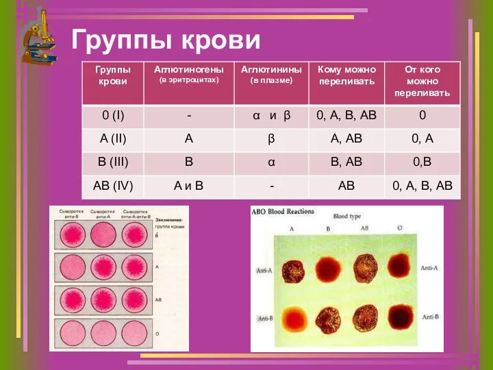 Группы крови