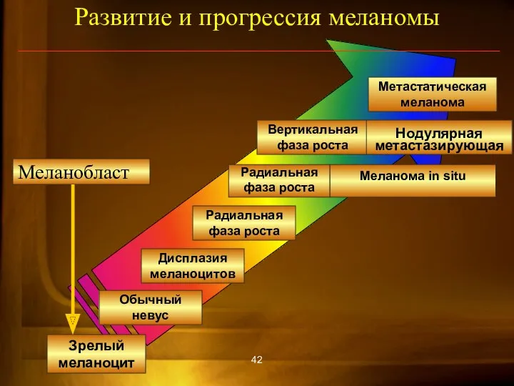 Меланобласт Развитие и прогрессия меланомы Зрелый меланоцит Обычный невус Дисплазия