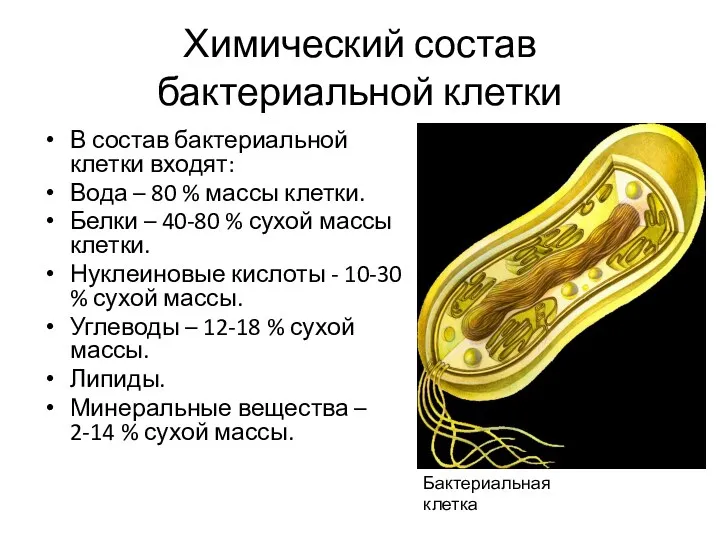 Химический состав бактериальной клетки В состав бактериальной клетки входят: Вода