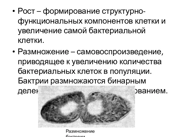 Рост – формирование структурно-функциональных компонентов клетки и увеличение самой бактериальной клетки. Размножение –