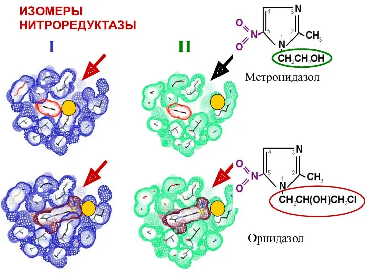 ИЗОМЕРЫ НИТРОРЕДУКТАЗЫ Метронидазол Орнидазол I II